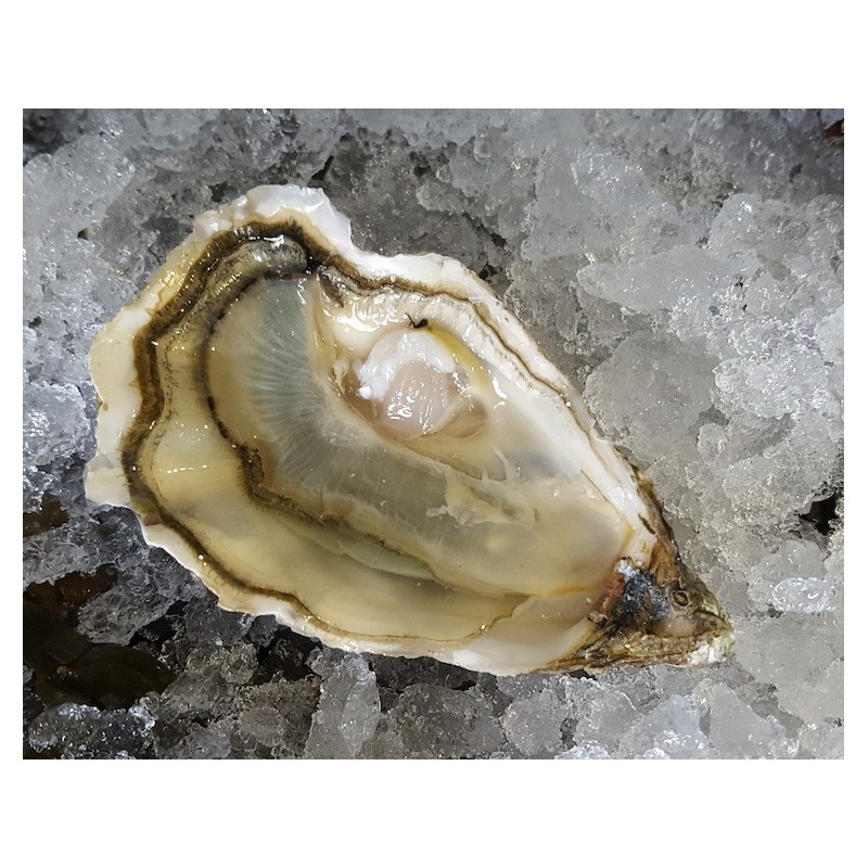 Roumegous Fine De Claire (ostrur)