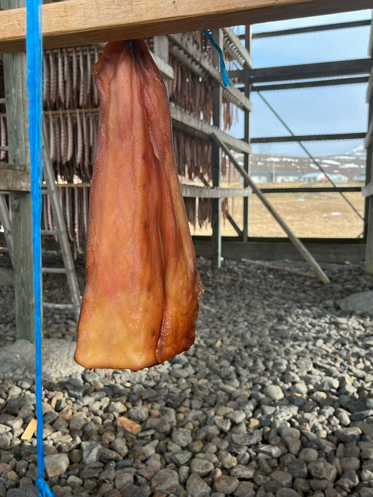 Hákarl, í heilum beitum