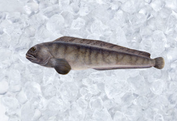 Ferskir Steinbítsbitar 